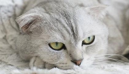 嘉兴最新公积金卡提取现金方法app方法分析(最方便真实的嘉兴公积金卡怎样从手机里取出来?方法)